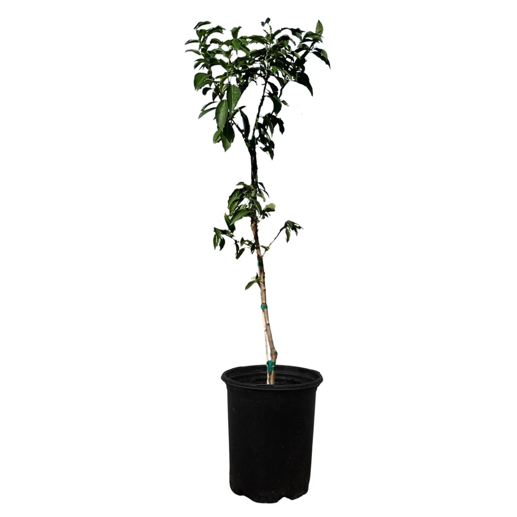 Alder & Oak EZ- Pick Santa Rosa Plum Tree